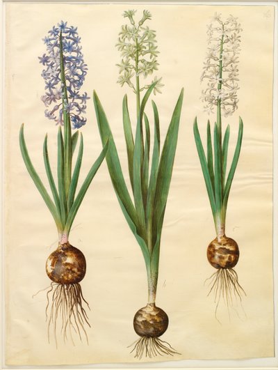 Hyacinthoides orientalis simp et pl بواسطة يوهانس سيمون هولتزبيكر
